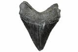 Serrated, Fossil Megalodon Tooth - South Carolina #306285-1